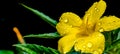 Turnera diffusa or damiana yellow flower with rain drops on flower petal. Royalty Free Stock Photo