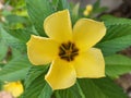 Close up of Turnera flower in garden. Royalty Free Stock Photo