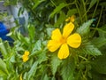close up turnera ulmifolia flower Royalty Free Stock Photo