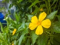 close up turnera ulmifolia flower Royalty Free Stock Photo