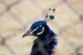 close-up of turquoise Peacock head with feathers in the cage, close-up. Royalty Free Stock Photo