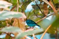 Close up of a turquoise swallow tanager hiding in the branches of a tropical tree