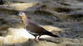 Close-up of a turtle dove walking in the sand Royalty Free Stock Photo