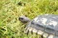 Close up of a turtle on a green meadow