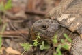 Close up of a turtle head eating grass. Royalty Free Stock Photo
