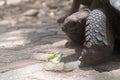 Close up of a turtle head at the Prison Island tortoise sanctuary in Zanzibar Tanzania