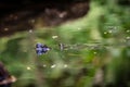 Close up of turtle head sticking out of the water Royalty Free Stock Photo