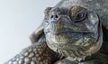 Close-up of a turtle head on a white background. Macro Royalty Free Stock Photo