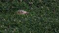 Close up of a turtle hiding in green grass Royalty Free Stock Photo