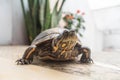 Close Up Turtle with Plants Background
