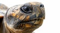 Close-up of a turtle\'s head showing detailed texture on the skin and shell