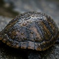 Close-up of a turtle shell covered in raindrops. The shell is dark brown with visible Royalty Free Stock Photo