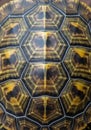 Close-up of a turtle shell displaying a geometric pattern of Royalty Free Stock Photo