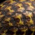 Close-up of a turtle shell displaying hexagonal scutes with distinctive yellow and dark Royalty Free Stock Photo