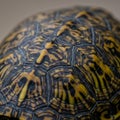 Close-up of a turtle shell displaying intricate, hexagonal scutes with a striking pattern Royalty Free Stock Photo