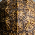 Close-up of a turtle shell, displaying intricate patterns and textures. The shell features Royalty Free Stock Photo