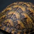 Close-up of a turtle shell featuring a detailed pattern with black and tan hexagonal Royalty Free Stock Photo