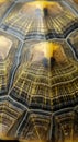 Close-up of a turtle shell featuring intricate geometric patterns and textures. The shel Royalty Free Stock Photo