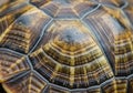 Close-up of a turtle shell, highlighting the carapace with distinct hexagonal scutes. The shell Royalty Free Stock Photo