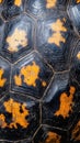 Close up Turtle Shell Pattern Texture Royalty Free Stock Photo