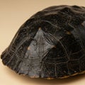 Close-up of a turtle shell showing a dark, textured surface with a pattern of geometric Royalty Free Stock Photo