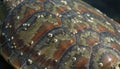 Close-up of Turtle Shell with Water Droplets Royalty Free Stock Photo