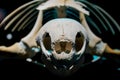 Close up of turtle skeleton