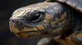 A close-up of a turtle with a smooth shell and distinct markings Royalty Free Stock Photo