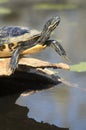 Close-up of Turtle sunning