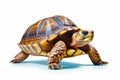 Close up of turtle on white background with white background. Generative AI Royalty Free Stock Photo