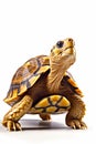 Close up of turtle on white background with white background. Generative AI Royalty Free Stock Photo