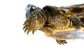 Turtle & x22;Platysternon megacephalum& x22; on a white background,Is a freshwater turtle, carnivorous, Platysternon megacephalum Royalty Free Stock Photo