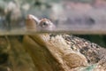 Close-up of turtle in zoo