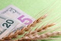 Three spikes of wheat lie on US dollars. A close-up of twenty and five dollar bills and grain spikelets. The concept of the price Royalty Free Stock Photo