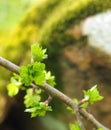 Close up of a twig of the common hawthorn with budding bright green spring leaves budding from twigs
