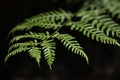 Close-up of a twig of a green fern, black background Royalty Free Stock Photo