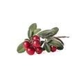 Close-up of twig of lingonberry cowberry bearberry red bilberry with ripe red berries, green leaves on white background. Royalty Free Stock Photo