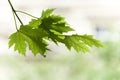 Close up of twig with maple leaf