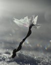 Close-up of twig in snow with ice crystals like wings of insect