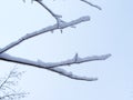 Close-up of twigs covered of ice-Stock photos