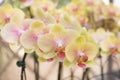 Close-up twilight Angel Phalaenopsis or Moth dendrobium Orchid flower Royalty Free Stock Photo