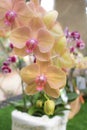 Close-up twilight Angel Phalaenopsis or Moth dendrobium Royalty Free Stock Photo