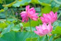 Twin lotus flowers on one stalk Royalty Free Stock Photo