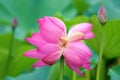 Twin lotus flowers on one stalk Royalty Free Stock Photo