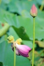 Twin lotus flowers on one stalk Royalty Free Stock Photo