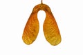 Close up of twin Maple seeds (sycamore seeds) Royalty Free Stock Photo