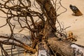 Close-up of twisted twigs buried in the sand of Paraty Mirim.