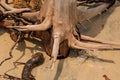 Close-up of twisted twigs buried in the sand of Paraty Mirim.