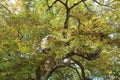 Close Up of the Twisting Branches of a Japanese Maple Tree with Red Tipped Leaves Royalty Free Stock Photo