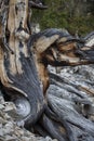 close up of twisty knotted bristlecone pine bark